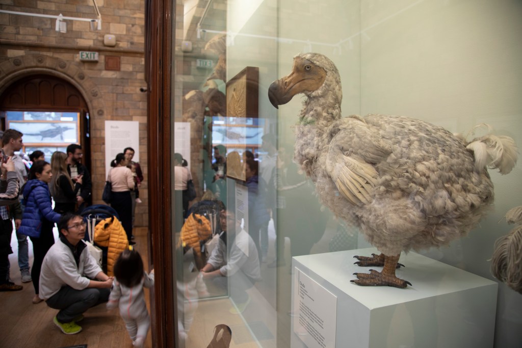 The bird display room at the Natural History Museum in London showing a dodo specimen 