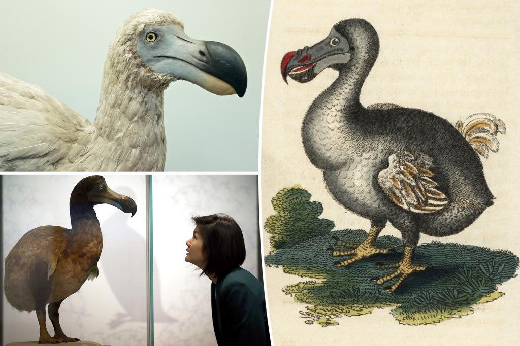 The false reputation of the dodo bird is being rewritten by evolutionary scientists: 'extremely powerful'