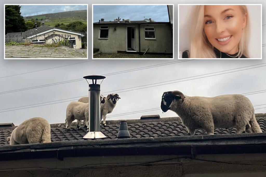 Horrified homeowner finds flock of sheep on her roof: 'Surely it can't be a bird'