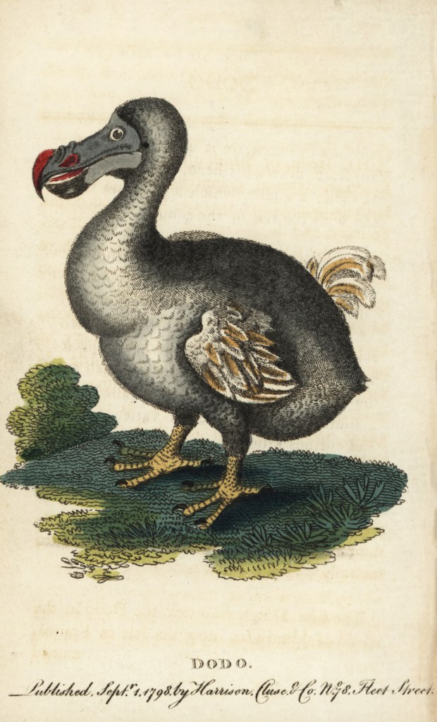 Illustration of the dodo 